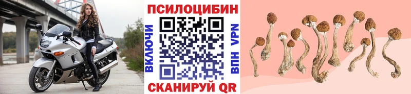 Псилоцибиновые грибы Psilocybine cubensis Армянск